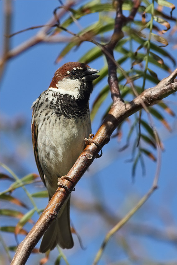 Passera d''Italia o Sarda?
